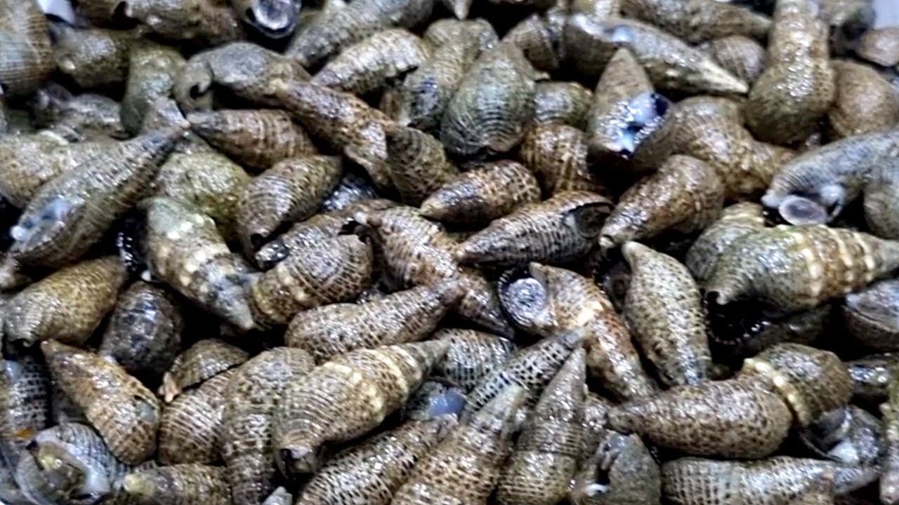 갯고동 삶기와 갯고동국