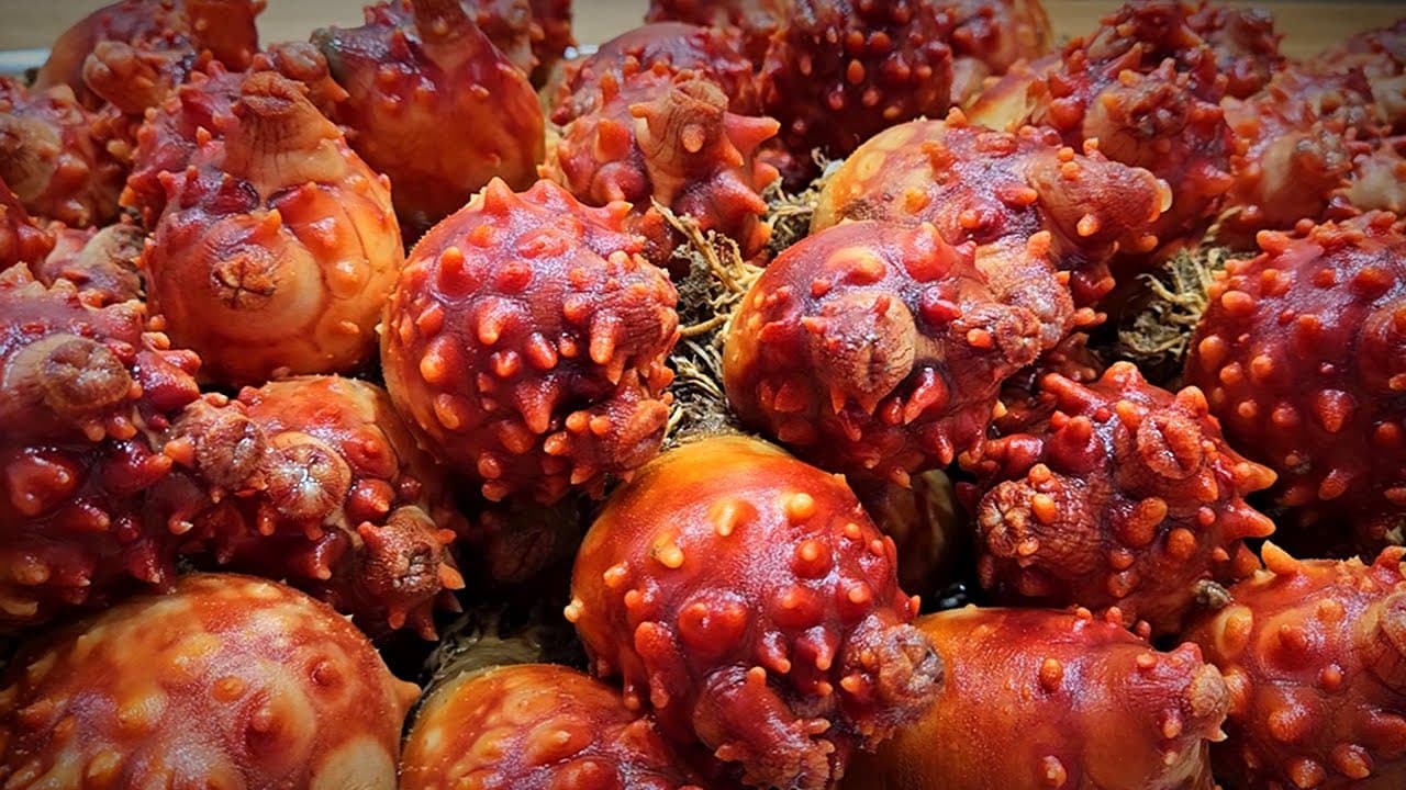 멍게비빔밥과 멍게젓갈