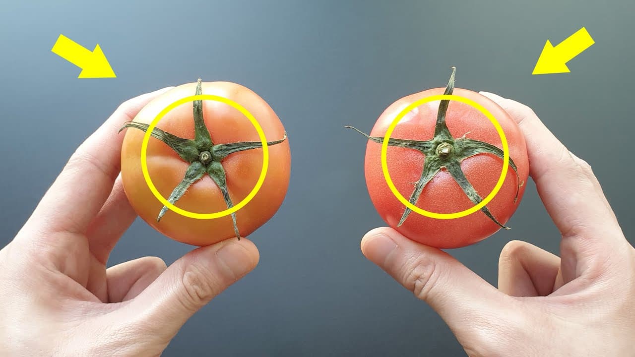 토마토 달걀 볶음