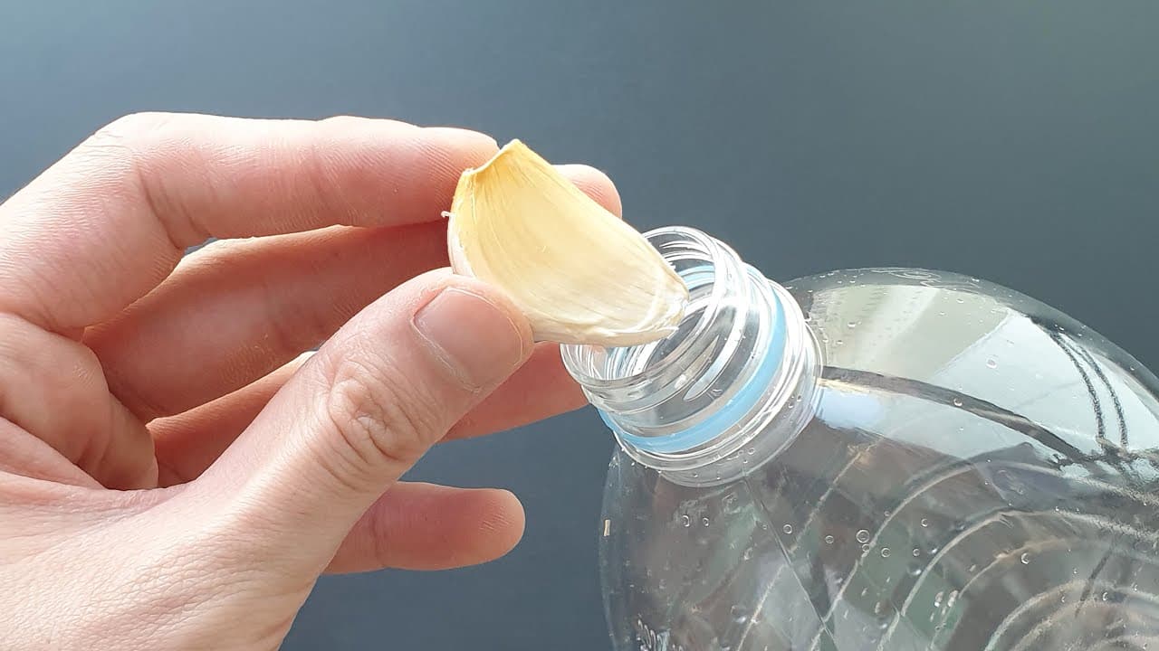 매콤달콤 마늘볶음