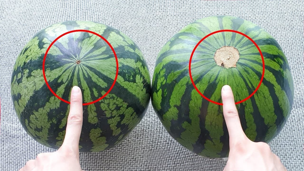 수박 껍질 정과와 수박 잼 & 무침