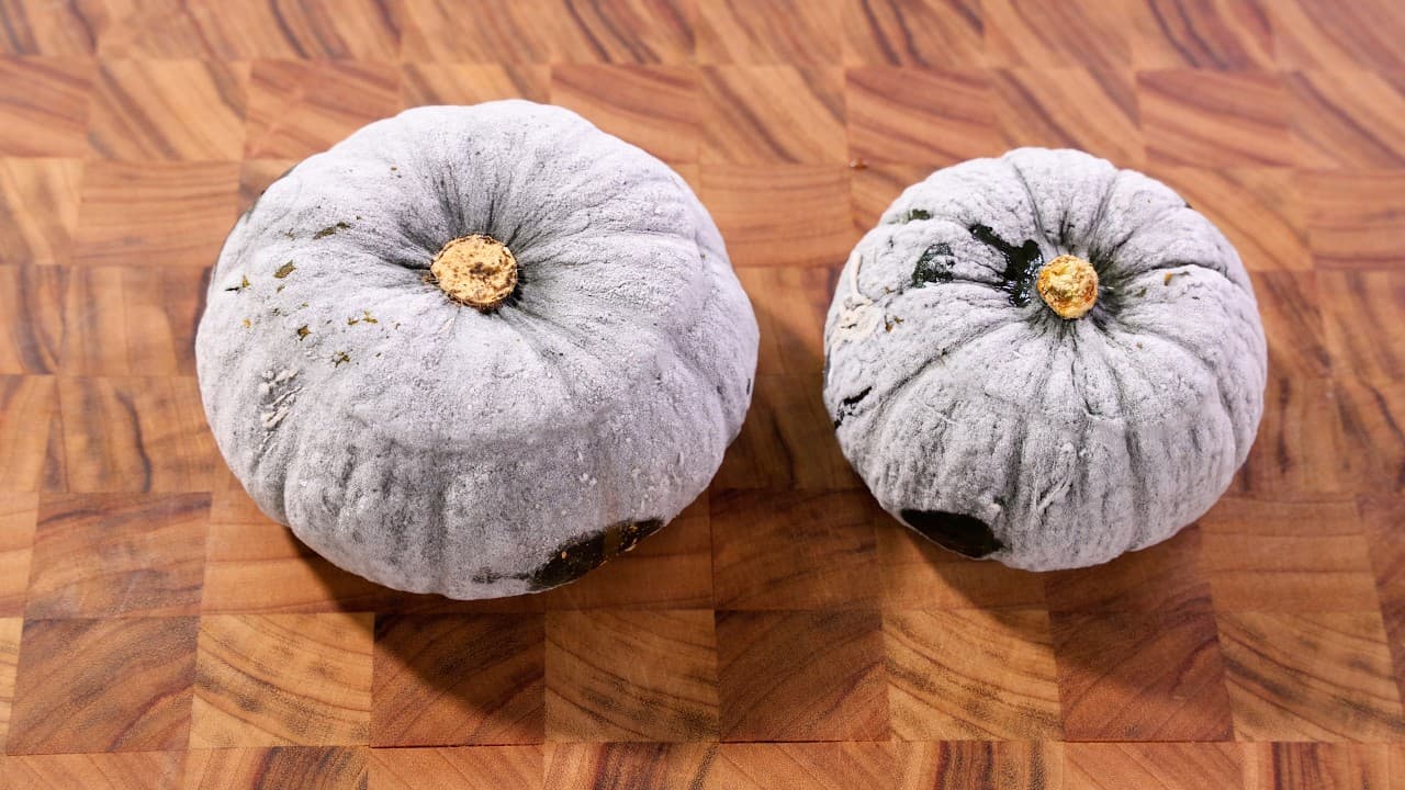 단호박 그릭요거트